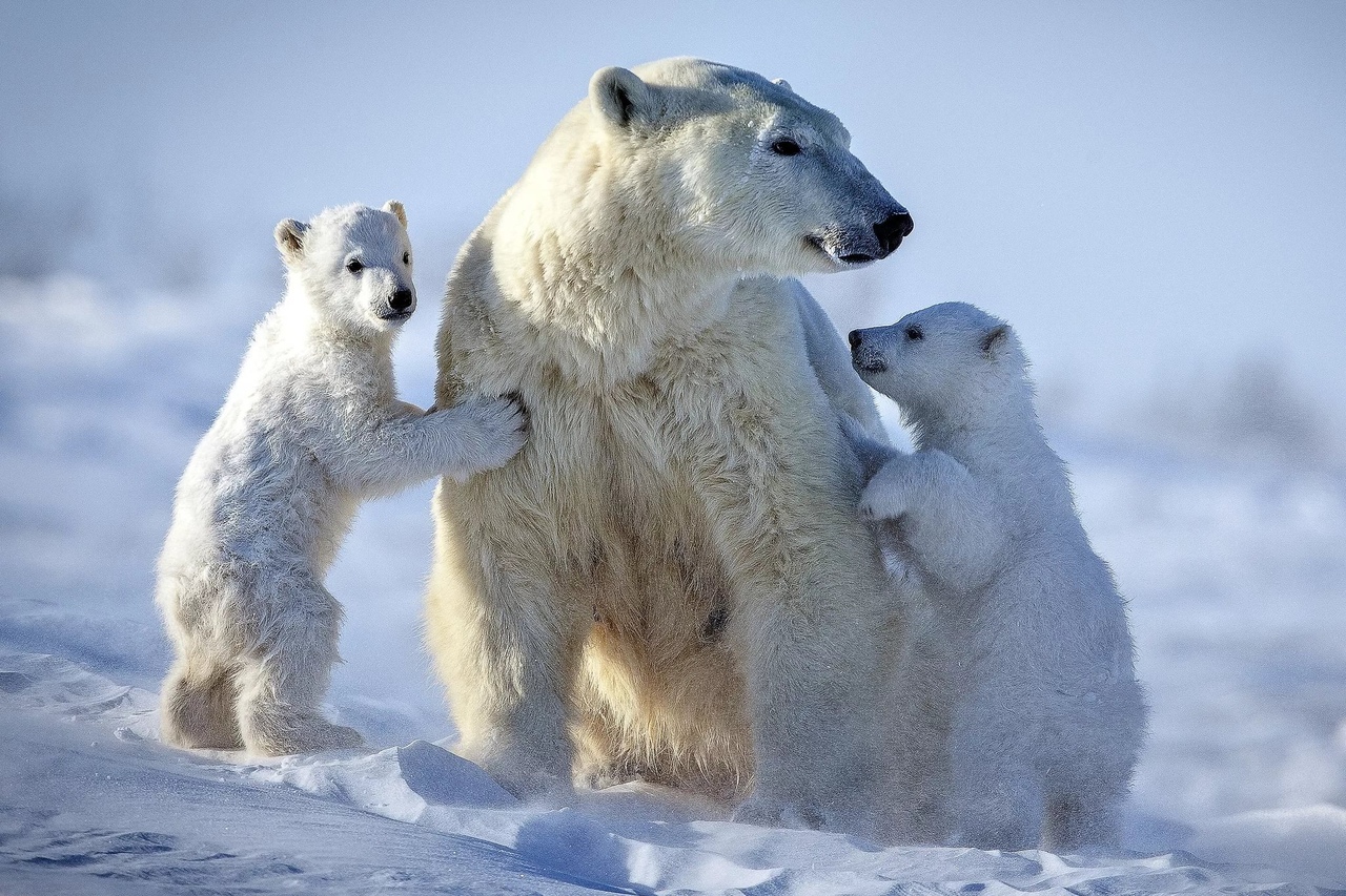 Сегодня Международный День полярного медведя!
